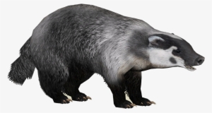 American Badger - American Badger Png #2045305