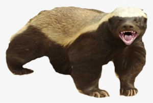 Badger Png - S Honey Badger Funny #2045357