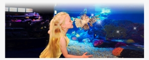 Are You Ready For An Incredible, Close Encounter With - Sea Life Aquarium Gardaland #2045435
