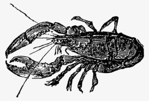 Digital Sea Life Downloads - Cancer #2045481