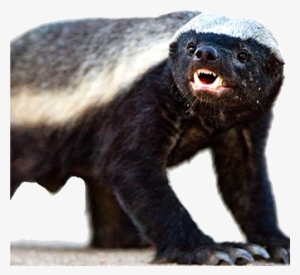 Large Picture Of A Badger #2045484