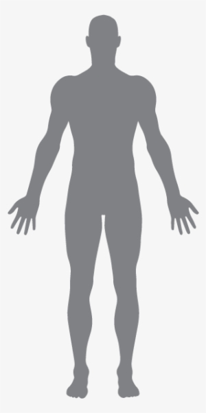 Muscleman - Forma Del Cuerpo Humano #2046201