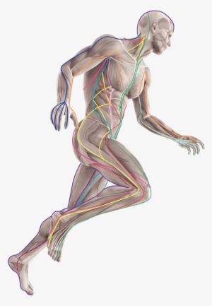 Muscular Running Man Hove - Anatomy Trains 3e By Thomas Myers #2046271