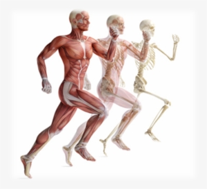 Running - Current Researches In Skeletal Muscle #2046312
