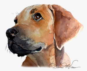 Diane Vulcan Shared - Rhodesian Ridgeback #2046914