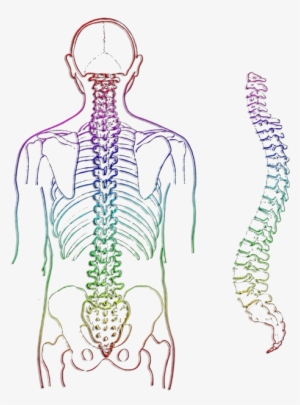 The Spinal Cord Conducts Information From The Body - Body Spine #2049854