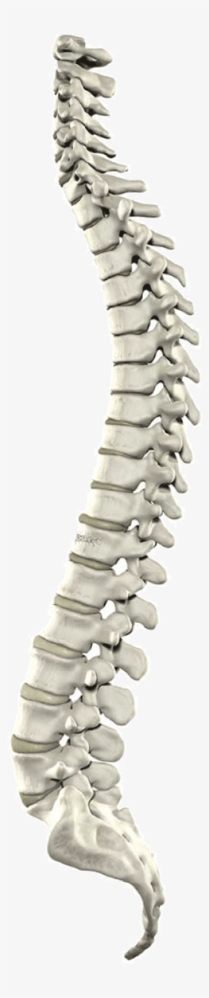 Epidurals - Spinal Cord Png #2049941