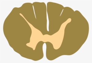 Open - Spinal Cord #2049988