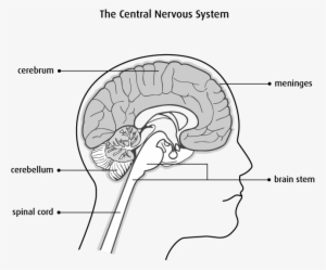 Types Of Brain And Spinal Cord Tumours - Brain With Spinal Cord Cerebrum Brain Stem #2050037