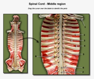 Middle Region Of Spinal Cord - Anatomy #2050246
