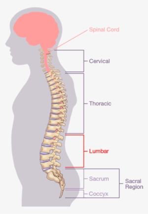 The Spinal Column Itself Consists Of 33 Individual - Cervical Spine Region #2050312