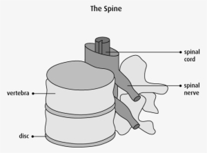 Graphic Of The Spine - Three Main Functions Of The Spine #2050366