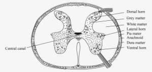 Expert Answer - > - Ts Of Spinal Cord #2050368