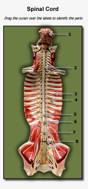 Spinal Cord - Human #2050397