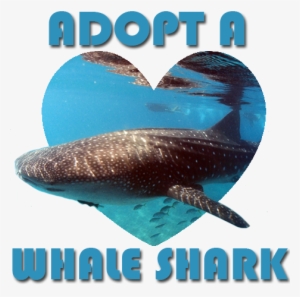 Comments - Whale Shark #2050479