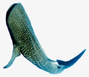 Quick Navigation - Whale Shark #2050506 Quick Navigation - Whale Shark #2050506