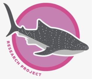 Shark Whale Pink #2050541