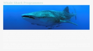 Before The Mid 1990's, Whale Sharks Had Little Commercial - Whale Shark #2050570 Before The Mid 1990's, Whale Sharks Had Little Commercial - Whale Shark #2050570