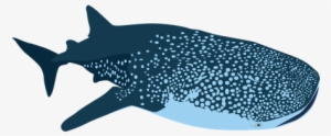 The Whale Shark - Imagenes De Tiburones Png #2050592