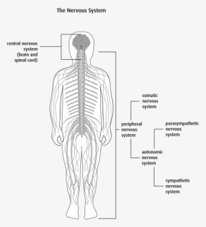 Anatomy And Physiology Of The Brain And Spinal Cord - Spinal Cord #2050615