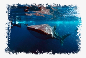Maldives - Whale Shark - Fish #2050648