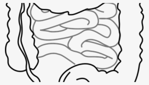 Bladder And Bowel Care When You Have Spinal Cord Injury - Small Intestine Clipart #2050744