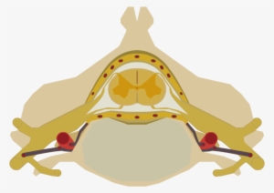 Open - Spinal Cord Png #2050852