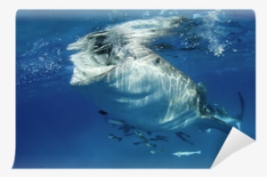 Shark #2050906