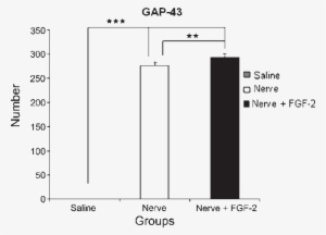 Distribution Of Gap-43 Immunoreactivity At The Epicenter - Spinal Cord #2050956
