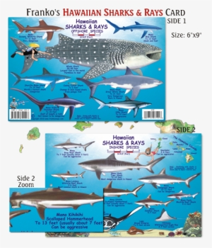 Franko Maps, Hawaiian Sharks & Rays Id-card #2050960