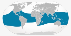 Whale Sharks In Nature - Map Of Where Whale Sharks Live #2051065