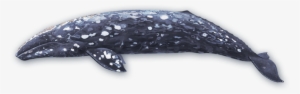 Gray Whale #2051146