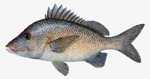 New Crew Mohawk White Clip Royalty Free Library - Grunt Fish #2051784