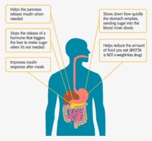 /us/157 Byetta Com/en/us/type 2 Diabetes Medication/how - Exenatide #2052191