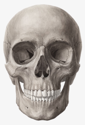 Download Transparent Png - Skull Anatomy #2054099