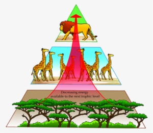 Natural Sciences Grade - Pyramid Of Nature Balance #2056317