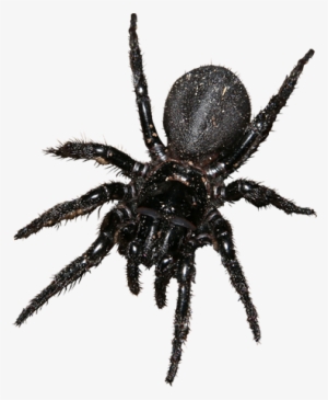 Bug-059 - Bugs Png #2057516