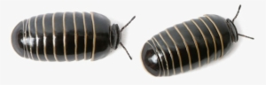 Pill Bugs Png Image - Pillbug Png #2057585