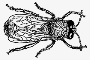 Drawn Bugs Draw - Insect Drawing Png #2057659