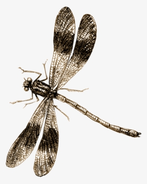 Drawn Bugs Dragonfly - Vintage Dragonfly Illustration #2057833