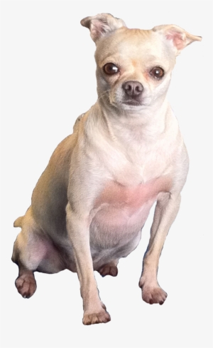 Chubby Chi - Fat Chihuahua Transparent #2057975