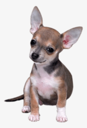 Clip Art Transparent Download Dogs Png Images Page - Transparent Background Small Dog Png #2058028