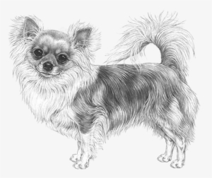 Chihuahua, Long Coat - Long Haired Chihuahua Drawing #2058103