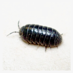 Pill Bugs Png Download Image - Pill Bug Png #2058159