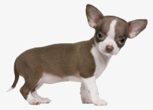 Chihuahua - Benefitusa Small Blue Pet Dog Puppy Cat Soft Fleece #2058247