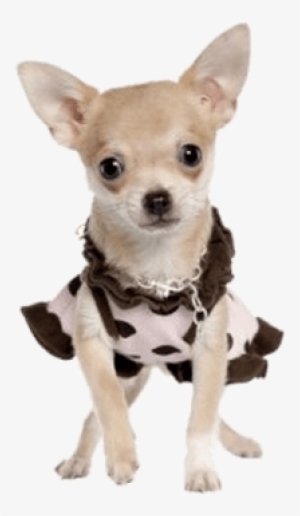 Chihuahua Transparent #2058280