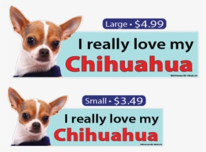 I Love My Chihuahua - Chihuahua Chihuahua Animal Sticker #2058302