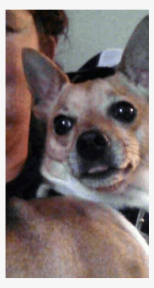 Pansy Is A Really Sweet And Loving Chihuahua X Fox - Chihuahua #2058323