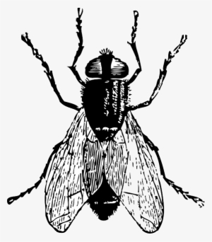 Mosquito, Black, Outline, Drawing, White, Cartoon, - Fly Clip Art #2058350