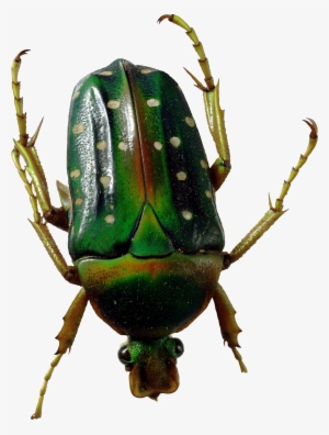 Bugs Png Clipart - Green Bug Png #2058385